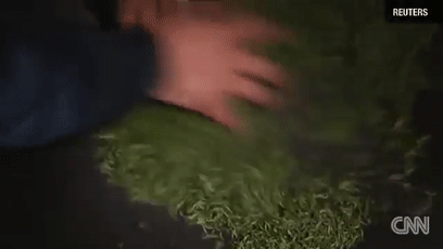 大熊猫的便便竟然是香的?不仅好闻还能用来擦嘴