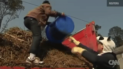 大熊猫的便便竟然是香的?不仅好闻还能用来擦嘴
